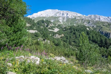 Amazing Summer view of Pirin Mountain around Banderitsa River, Bulgaria