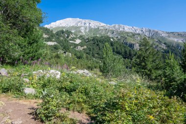 Amazing Summer view of Pirin Mountain around Banderitsa River, Bulgaria