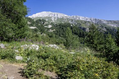 Amazing Summer view of Pirin Mountain around Banderitsa River, Bulgaria clipart