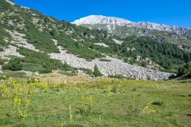 Amazing Summer view of Pirin Mountain around Banderitsa River, Bulgaria