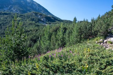 Amazing Summer view of Pirin Mountain around Banderitsa River, Bulgaria