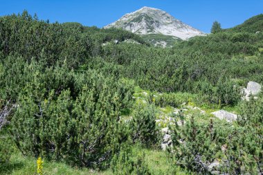 Amazing Summer view of Pirin Mountain around Banderitsa River, Bulgaria