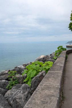 Vevey ve Cenevre Gölü 'nün yaz manzarası, Vaud Kantonu, İsviçre
