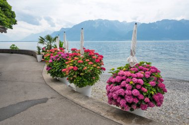 Vevey ve Cenevre Gölü 'nün yaz manzarası, Vaud Kantonu, İsviçre