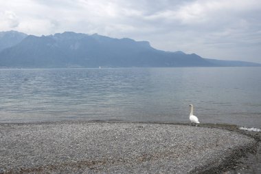 Vevey ve Cenevre Gölü 'nün yaz manzarası, Vaud Kantonu, İsviçre
