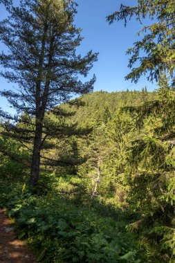 Amazing Summer landscape of Rila Mountain near Malyovitsa peak, Bulgaria