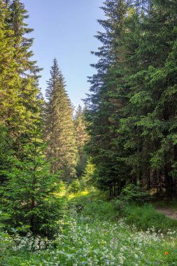 Amazing Summer landscape of Rila Mountain near Malyovitsa peak, Bulgaria