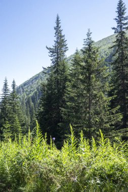 Amazing Summer landscape of Rila Mountain near Malyovitsa peak, Bulgaria