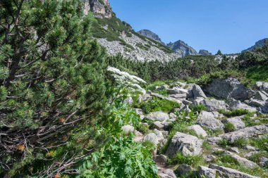Amazing Summer landscape of Rila Mountain near Malyovitsa peak, Bulgaria