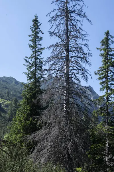 stock image Amazing Summer landscape of Rila Mountain near Malyovitsa peak, Bulgaria