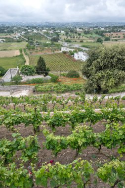 İtalya 'nın Apulia Bölgesi, Locorotondo Eski Kasabası Panoraması