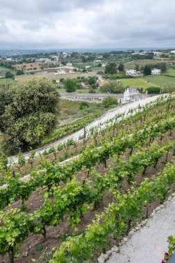 İtalya 'nın Apulia Bölgesi, Locorotondo Eski Kasabası Panoraması
