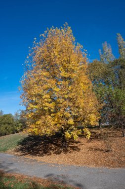 Bulgaristan 'ın Sofya kentindeki South Park' ın şaşırtıcı sonbahar manzarası