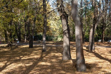 Bulgaristan 'ın Sofya kentindeki South Park' ın şaşırtıcı sonbahar manzarası