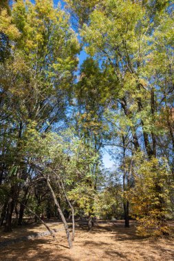 Bulgaristan 'ın Sofya kentindeki South Park' ın şaşırtıcı sonbahar manzarası