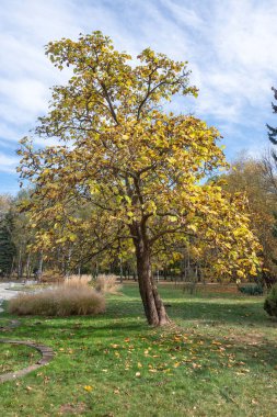 Bulgaristan 'ın Sofya kentindeki South Park' ın şaşırtıcı sonbahar manzarası