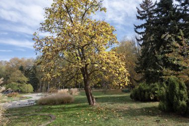 Bulgaristan 'ın Sofya kentindeki South Park' ın şaşırtıcı sonbahar manzarası