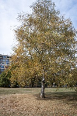 Bulgaristan 'ın Sofya kentindeki South Park' ın şaşırtıcı sonbahar manzarası