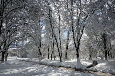 Bulgaristan 'ın Sofya kentindeki South Park' ın şaşırtıcı kış manzarası