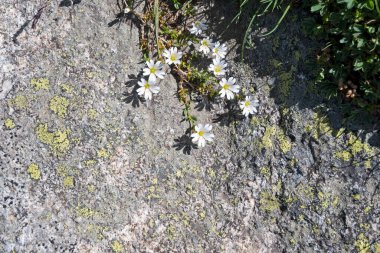 Bulgaristan 'ın Kalin tepeleri yakınlarındaki Rila Dağı' nın İnanılmaz Yaz Manzarası