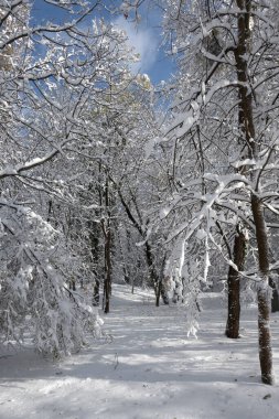 Bulgaristan 'ın Sofya kentinde ağaçlarla kaplı South Park Kış Panoraması