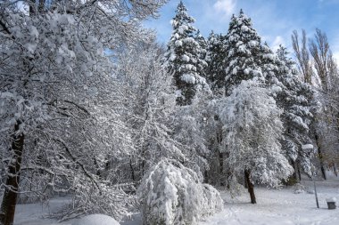 Bulgaristan 'ın Sofya kentinde ağaçlarla kaplı South Park Kış Panoraması