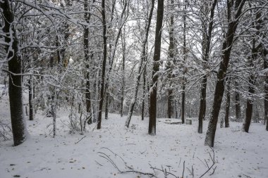 Bulgaristan 'ın Sofya kentinde ağaçlarla kaplı South Park Kış Panoraması