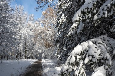 Bulgaristan 'ın Sofya kentinde ağaçlarla kaplı South Park Kış Panoraması