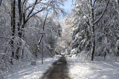 Bulgaristan 'ın Sofya kentinde ağaçlarla kaplı South Park Kış Panoraması