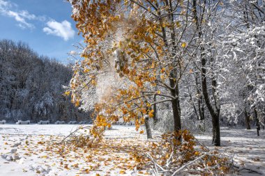 Bulgaristan 'ın Sofya kentinde ağaçlarla kaplı South Park Kış Panoraması