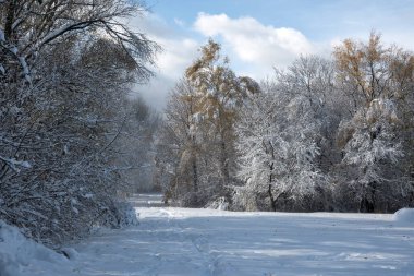 Bulgaristan 'ın Sofya kentinde ağaçlarla kaplı South Park Kış Panoraması