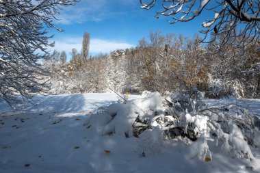 Bulgaristan 'ın Sofya kentinde ağaçlarla kaplı South Park Kış Panoraması