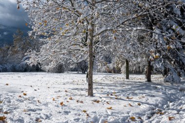 Bulgaristan 'ın Sofya kentinde ağaçlarla kaplı South Park Kış Panoraması