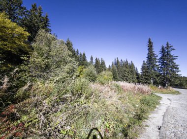 Bulgaristan 'ın Vitosha Dağı' nın şaşırtıcı sonbahar manzarası