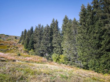 Bulgaristan 'ın Vitosha Dağı' nın şaşırtıcı sonbahar manzarası