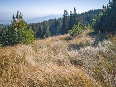 Bulgaristan 'ın Vitosha Dağı' nın şaşırtıcı sonbahar manzarası