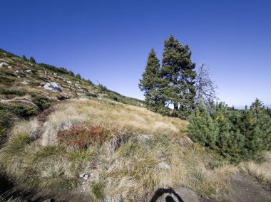 Bulgaristan 'ın Vitosha Dağı' nın şaşırtıcı sonbahar manzarası