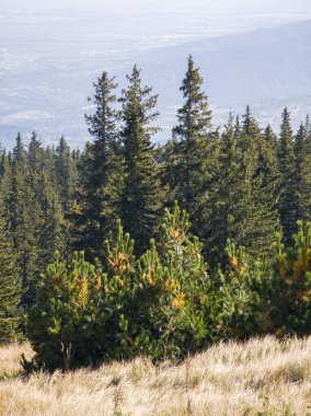 Bulgaristan 'ın Vitosha Dağı' nın şaşırtıcı sonbahar manzarası