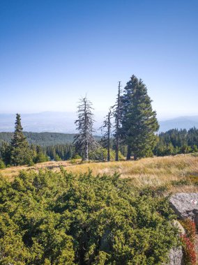 Bulgaristan 'ın Vitosha Dağı' nın şaşırtıcı sonbahar manzarası
