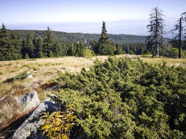 Bulgaristan 'ın Vitosha Dağı' nın şaşırtıcı sonbahar manzarası