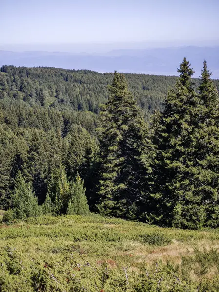 Bulgaristan 'ın Vitosha Dağı' nın şaşırtıcı sonbahar manzarası