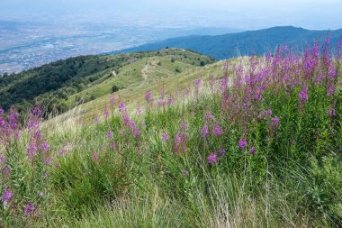 Bulgaristan 'ın Blagoevgrad bölgesinin Kongur tepesi çevresindeki Belasitsa Dağı yaz manzarası