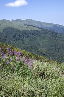 Bulgaristan 'ın Blagoevgrad bölgesinin Kongur tepesi çevresindeki Belasitsa Dağı yaz manzarası