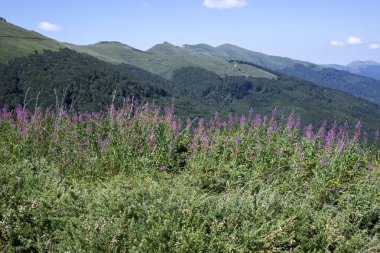 Summer view of Belasitsa Mountain around Kongur peak, Blagoevgrad Region, Bulgaria clipart