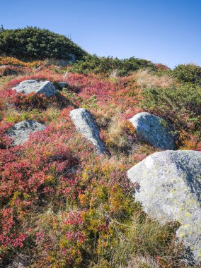 Bulgaristan 'ın Cherni Vrah zirvesi yakınlarındaki Vitosha Dağı' nın şaşırtıcı sonbahar manzarası