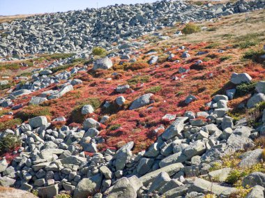 Bulgaristan 'ın Cherni Vrah zirvesi yakınlarındaki Vitosha Dağı' nın şaşırtıcı sonbahar manzarası