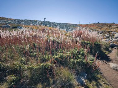 Bulgaristan 'ın Cherni Vrah zirvesi yakınlarındaki Vitosha Dağı' nın şaşırtıcı sonbahar manzarası