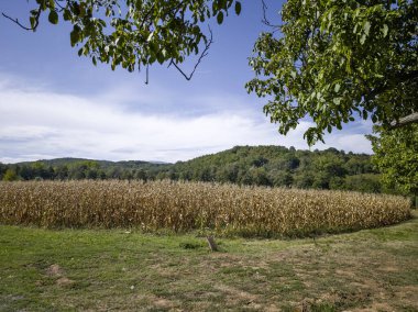 Sırbistan 'ın Dimitrovgrad bölgesindeki Vlaska Dağı' ndaki Jerma Nehri Vadisi 'nin İnanılmaz Yaz Manzarası