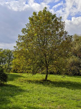 Bulgaristan 'ın Sofya kentindeki South Park' ın şaşırtıcı sonbahar manzarası