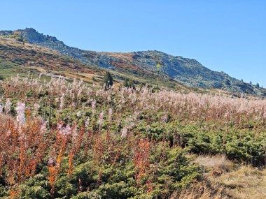 Bulgaristan 'ın Vitosha Dağı' nın şaşırtıcı sonbahar manzarası